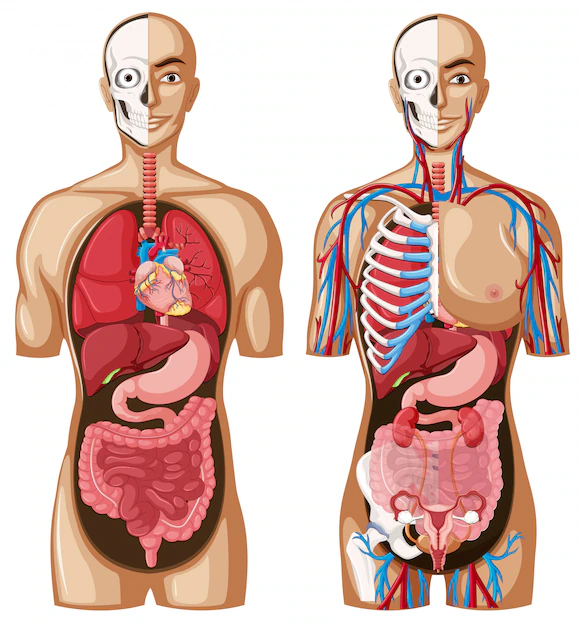 Ilustração do curso Noções Básicas de Anatomia da Universo FX